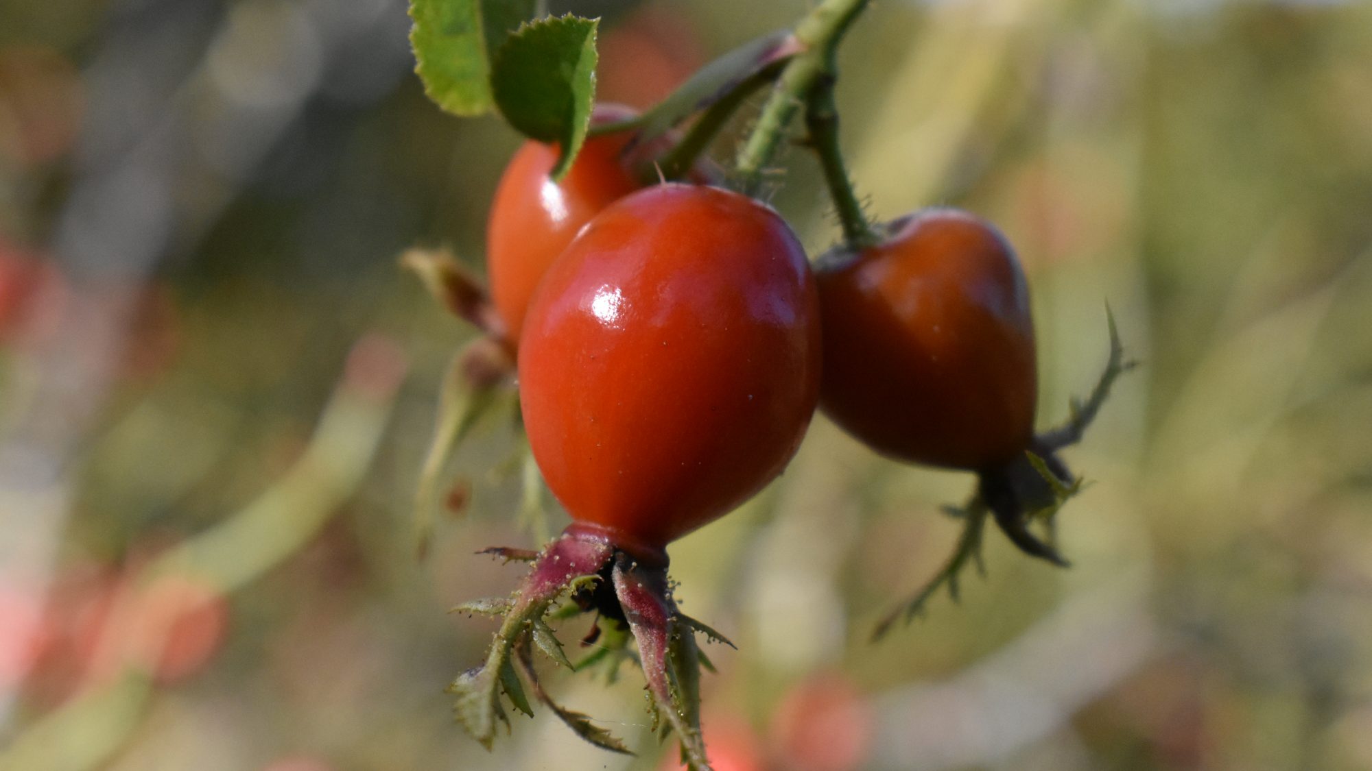 Rosa rubiginosa