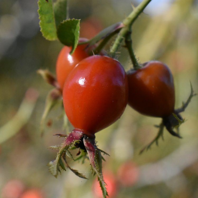 Rosa rubiginosa