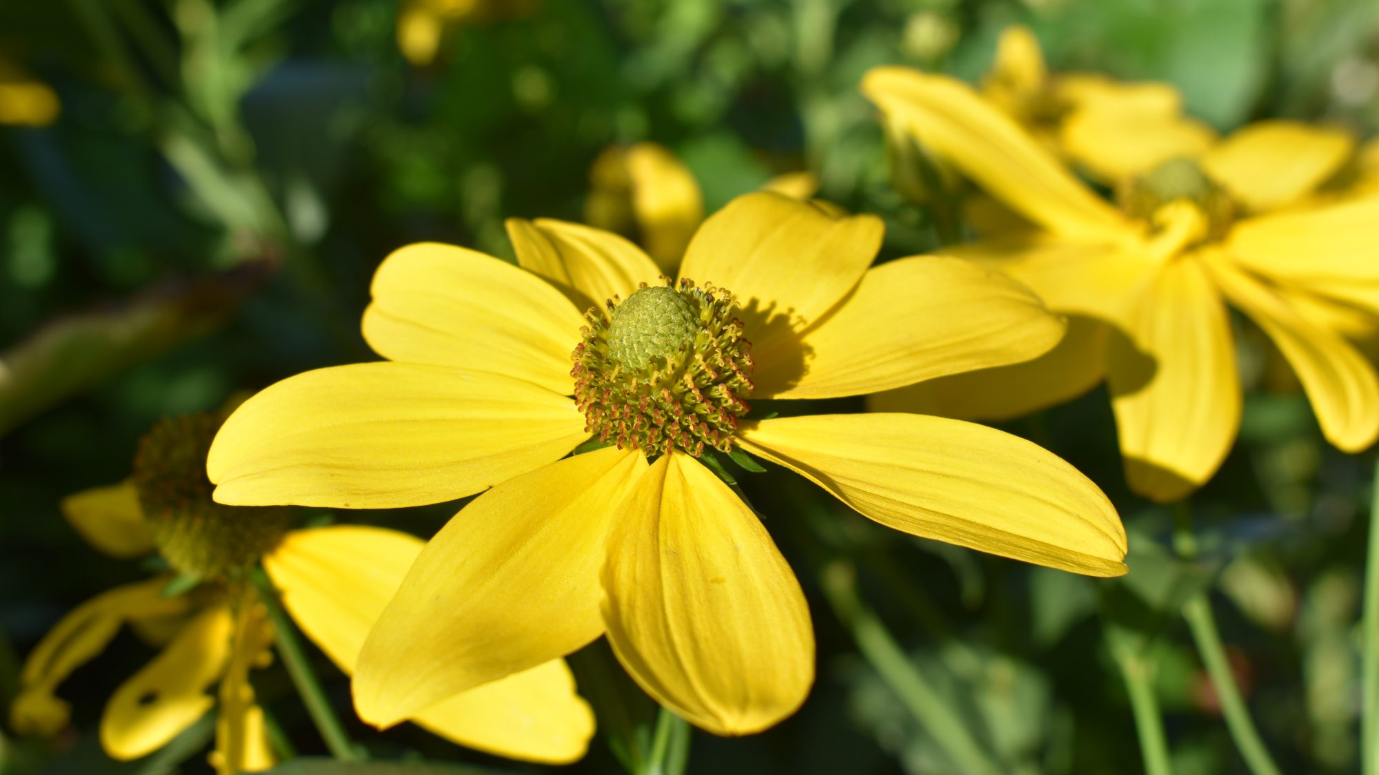 Rudbeckia laciniata