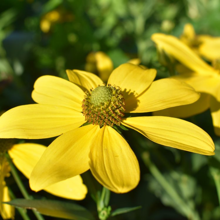 Rudbeckia laciniata