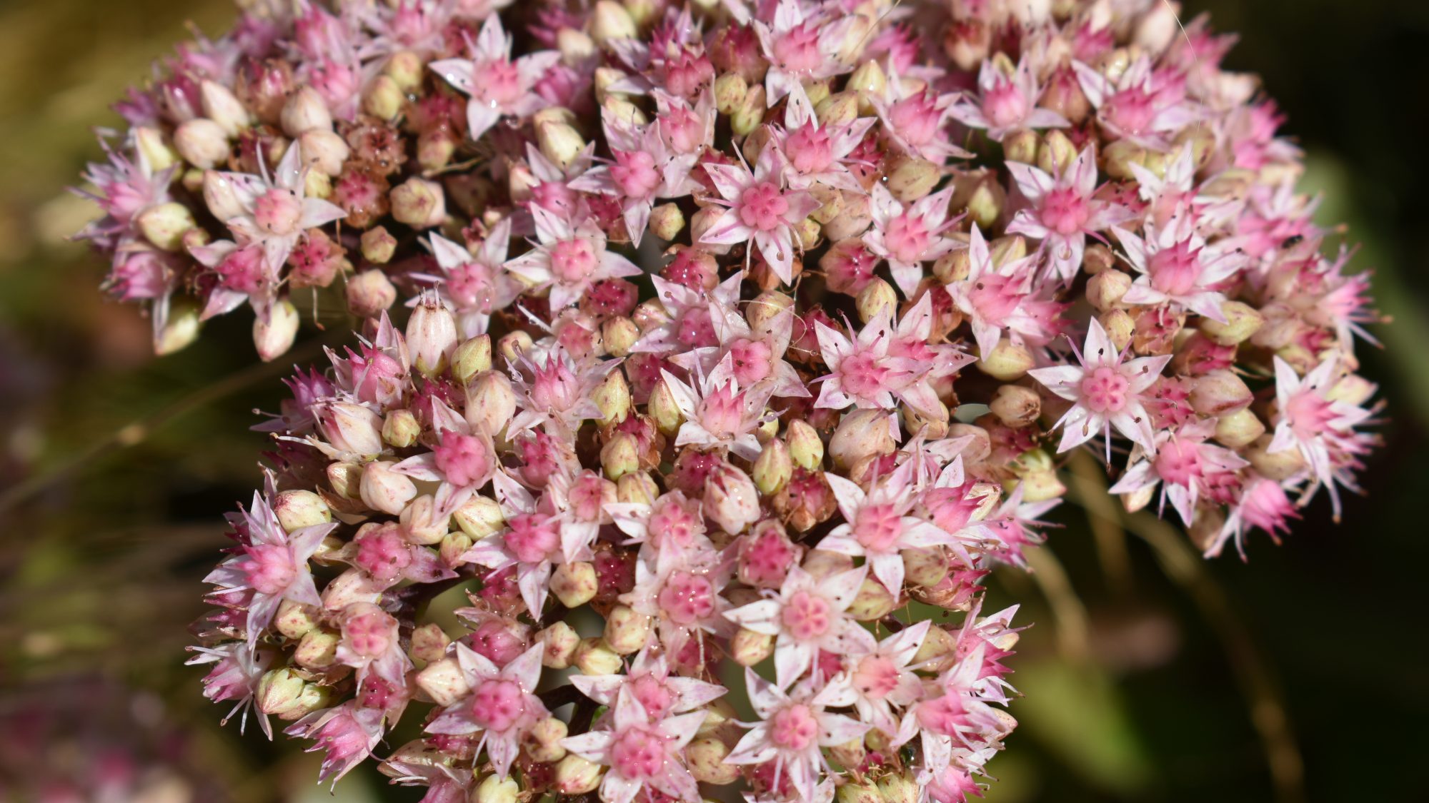 Sedum telephium 'Matrona'