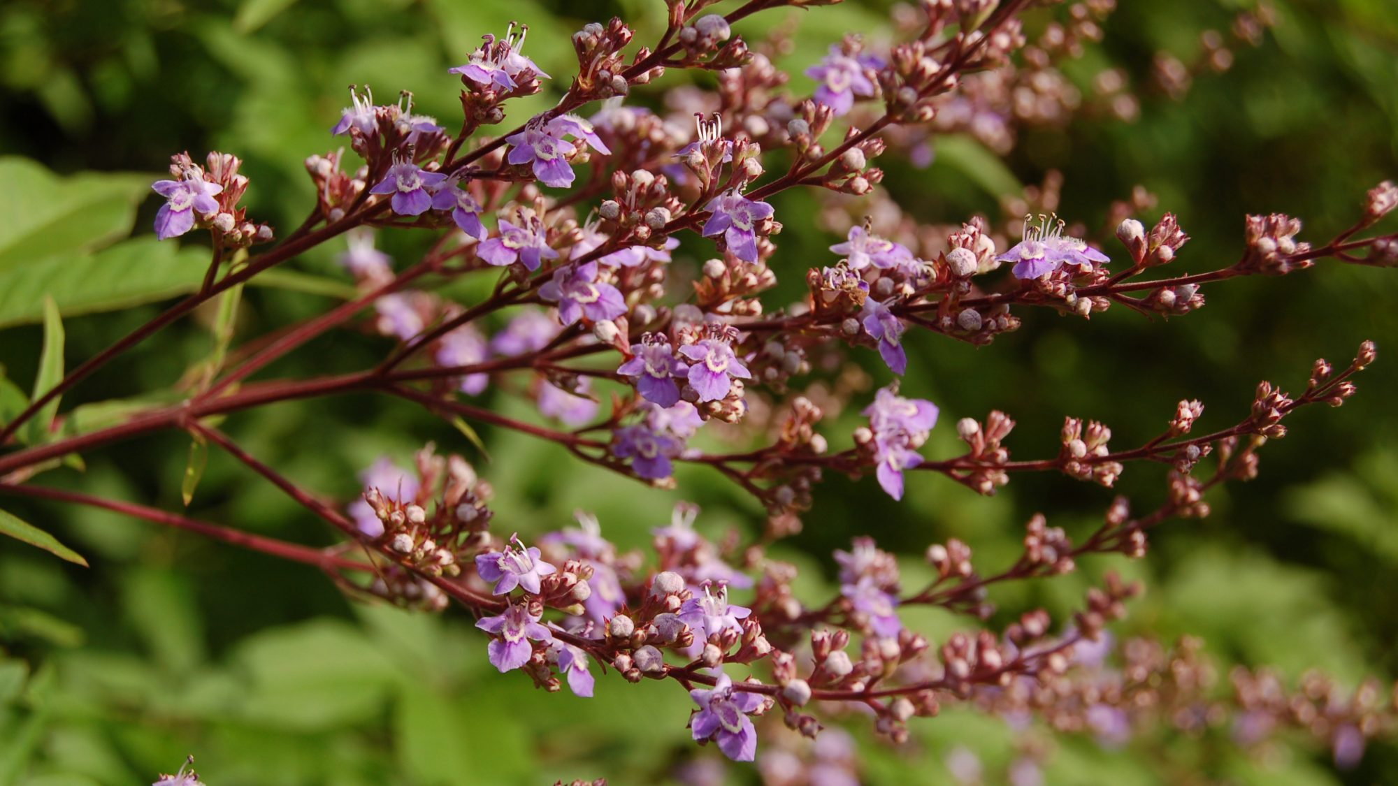 Panicles of delicate violet-blue flowers.
