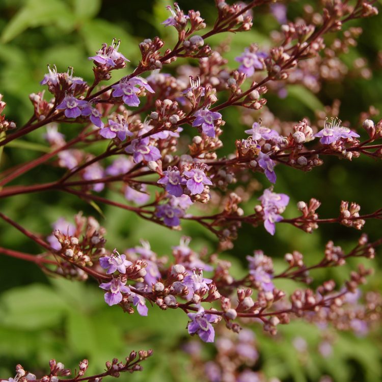 Vitex negundo var. heterophylla