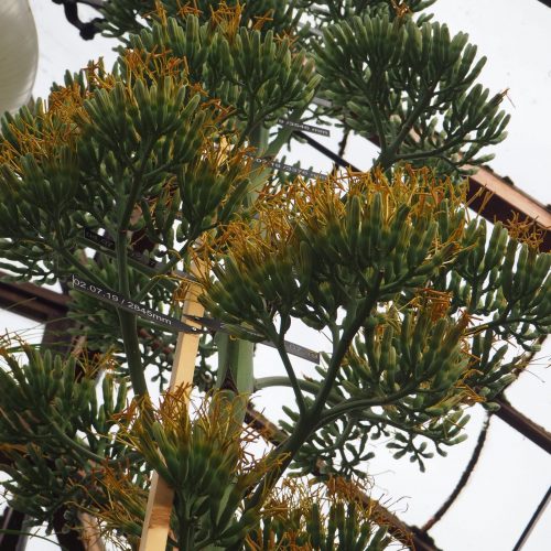 Our giant Agave spike is finally flowering  – though the flowers might surprise you!