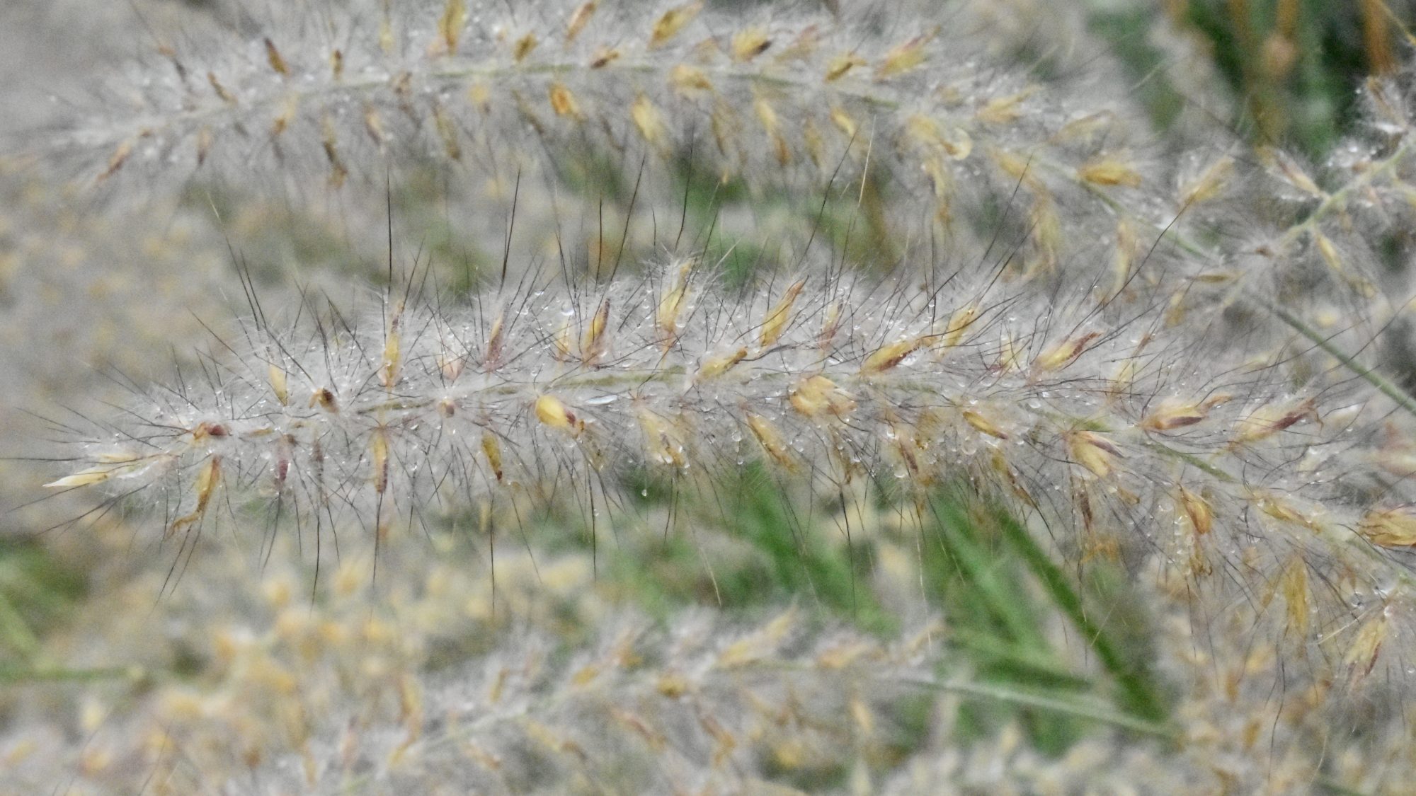 Soft, arching grass spike.