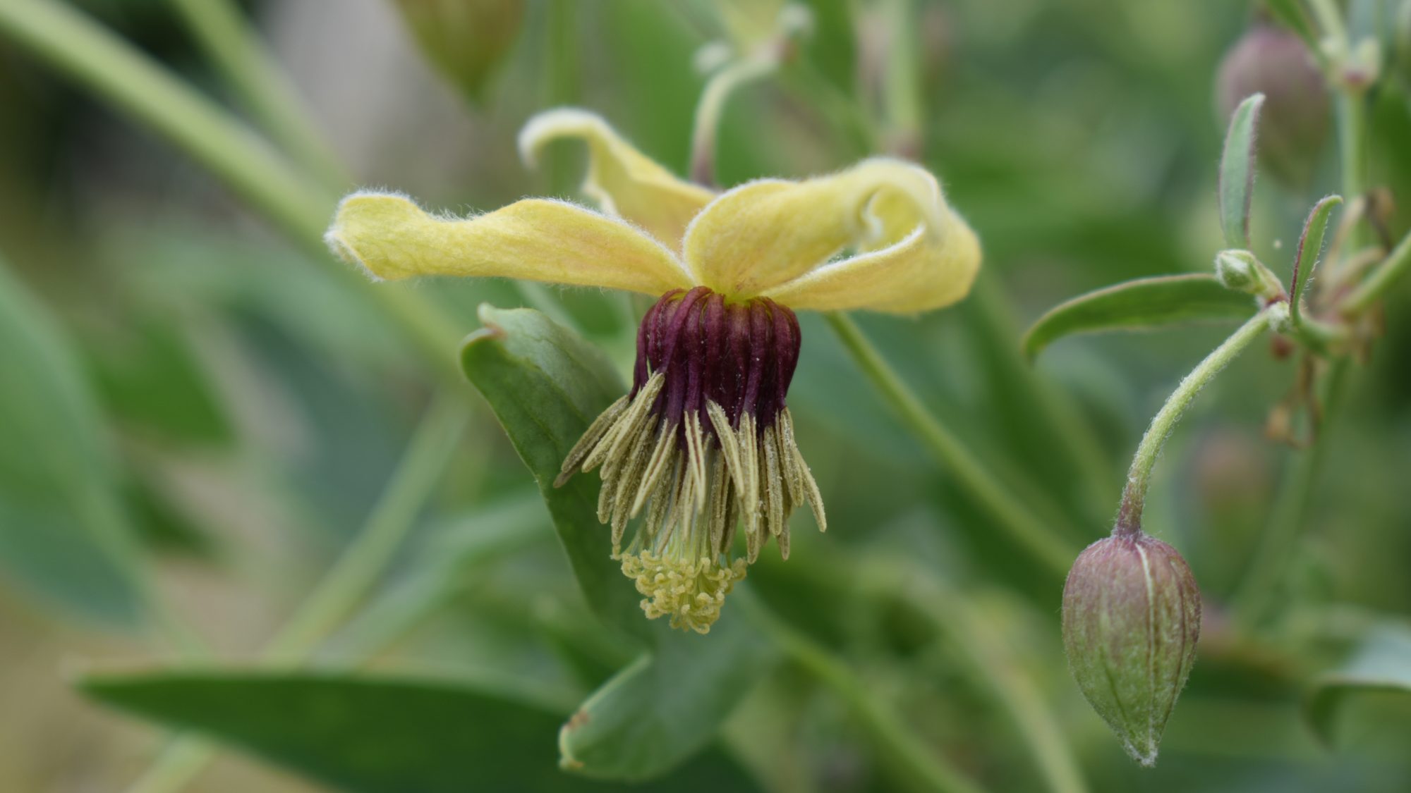 Clematis orientalis