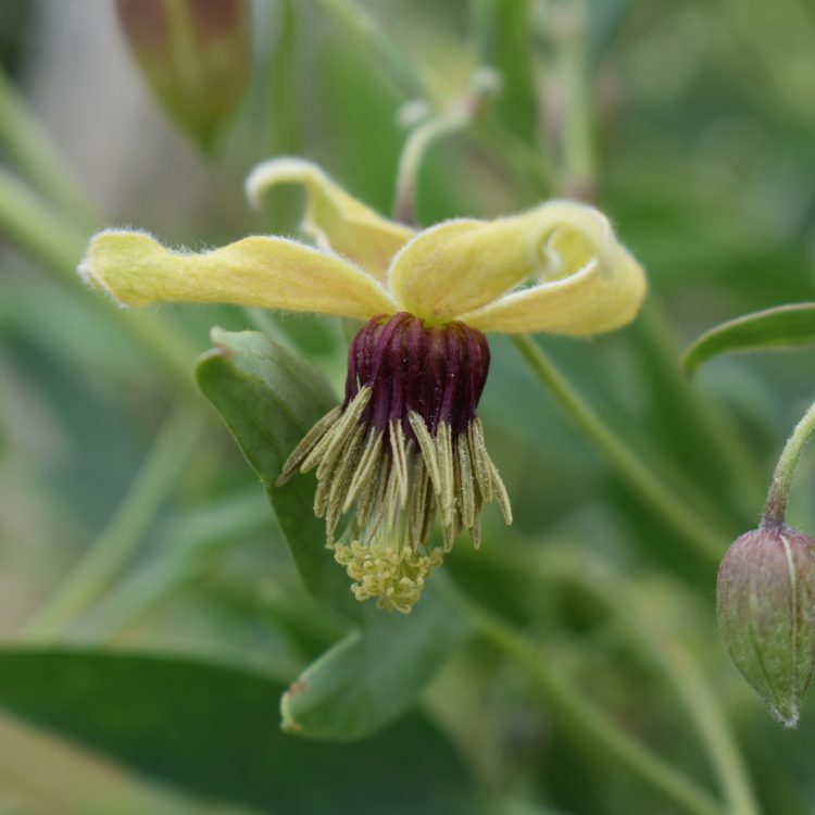 Clematis orientalis