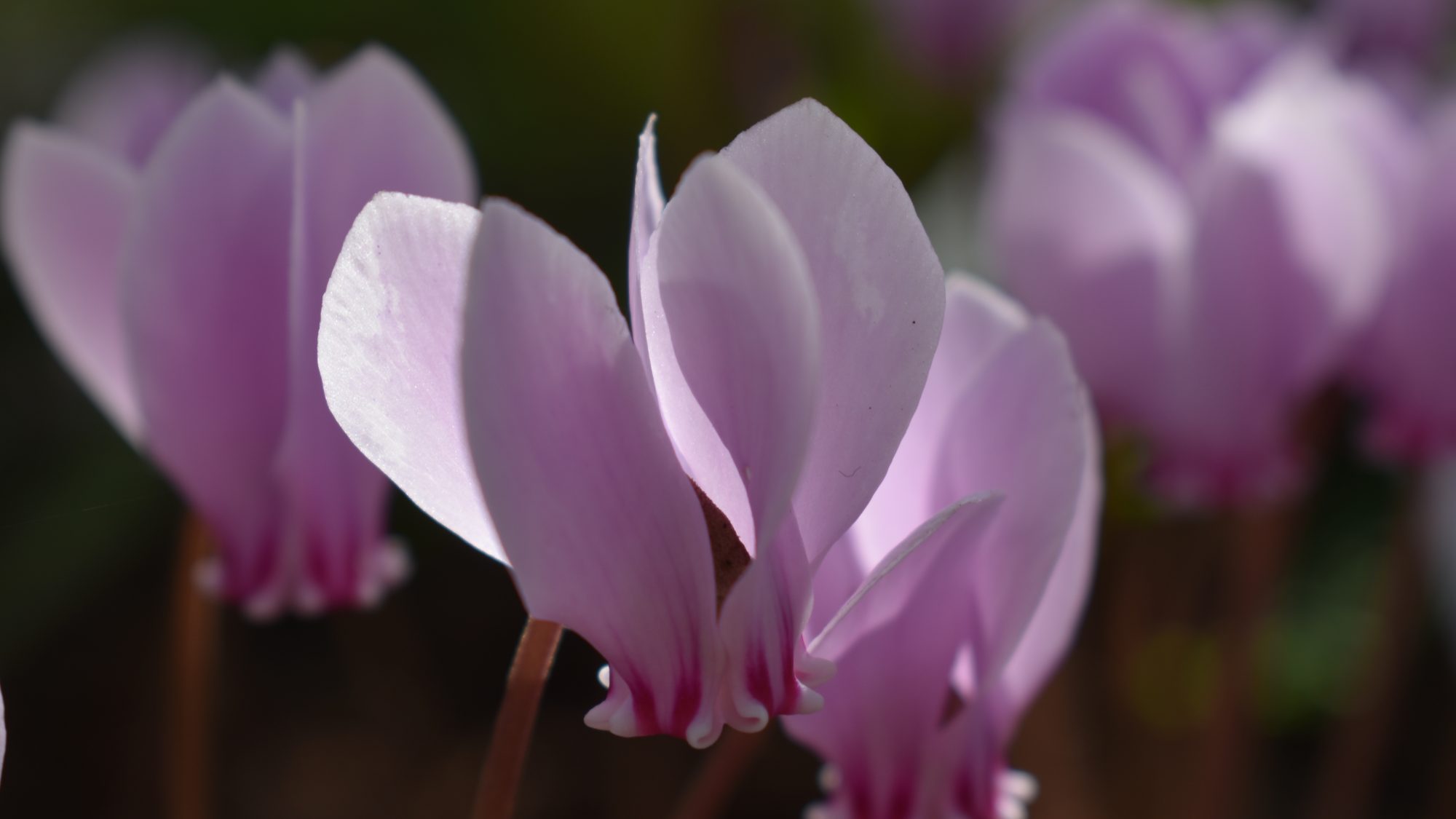 Cyclamen hederifolium