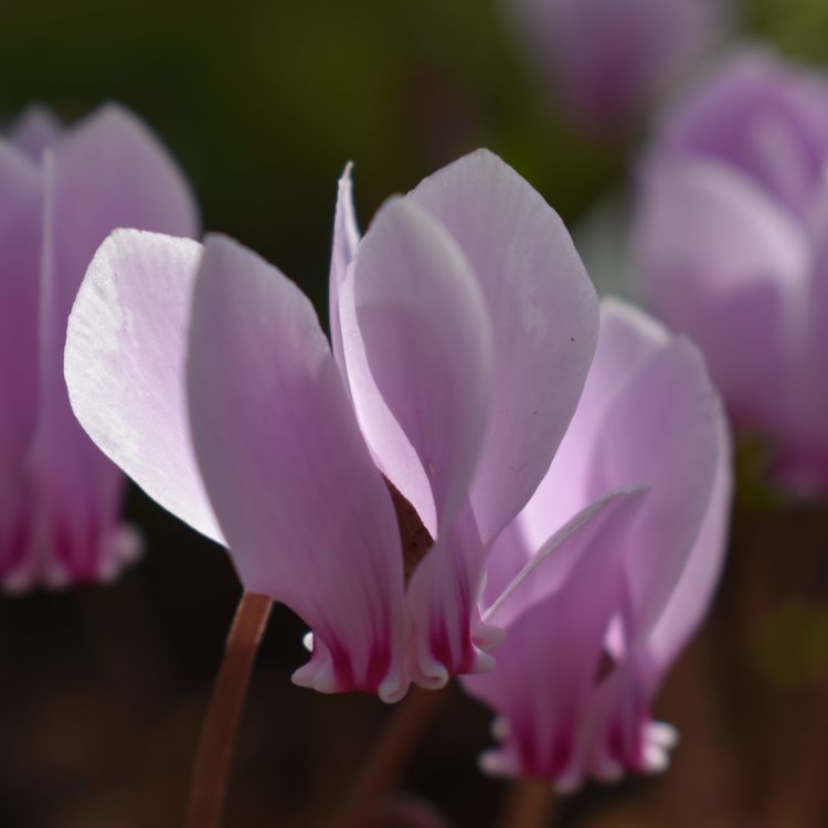 Cyclamen hederifolium