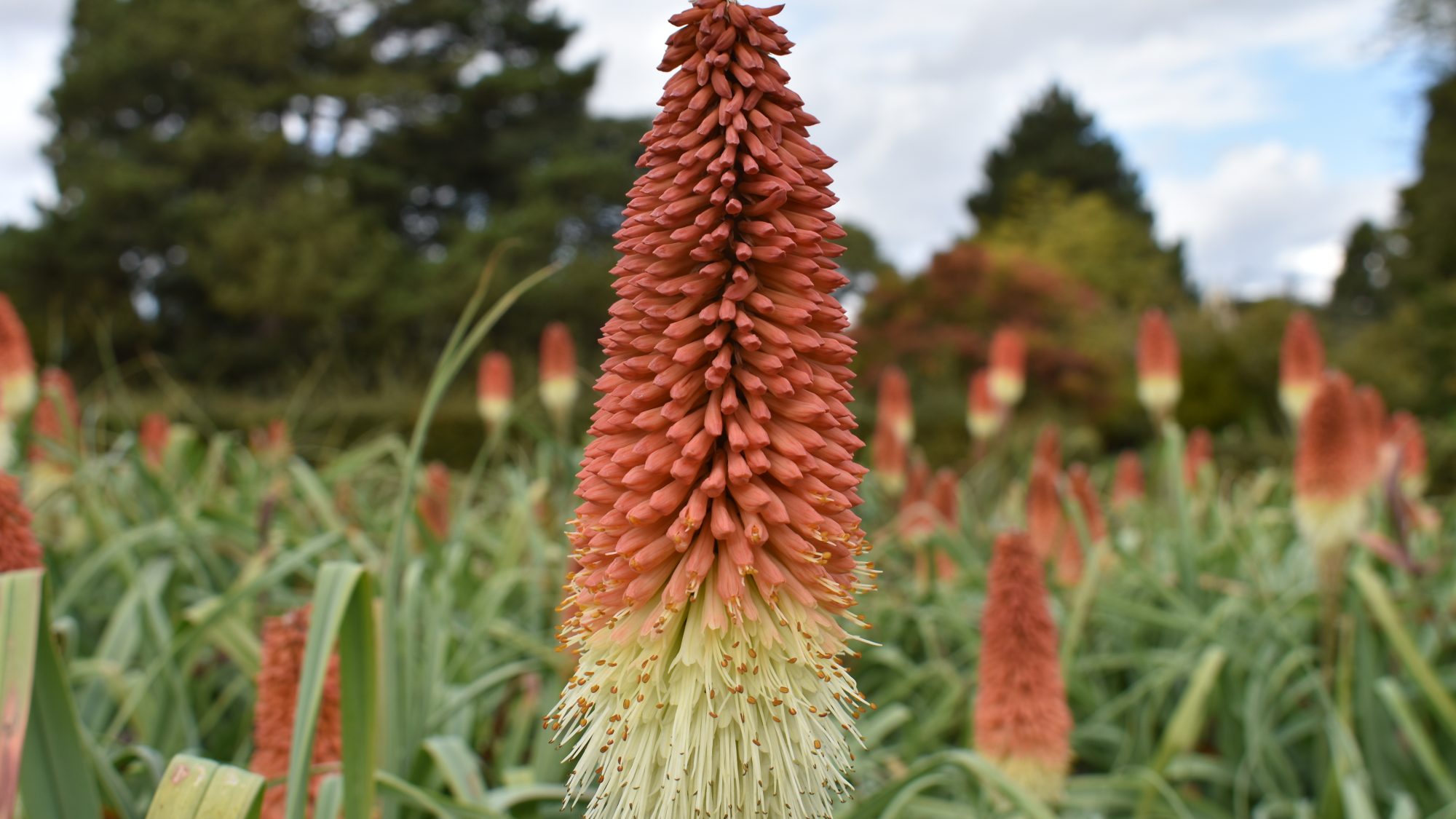 Kniphofia caulescens