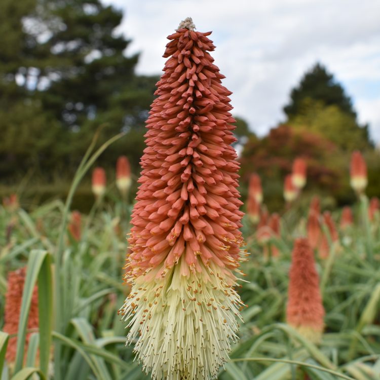 Kniphofia caulescens