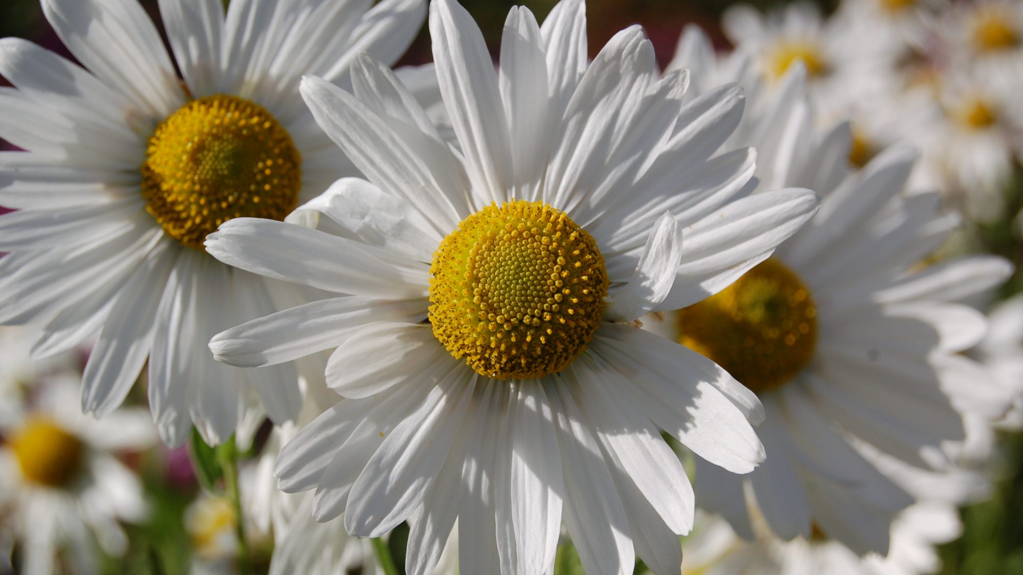 Leucanthemella serotina