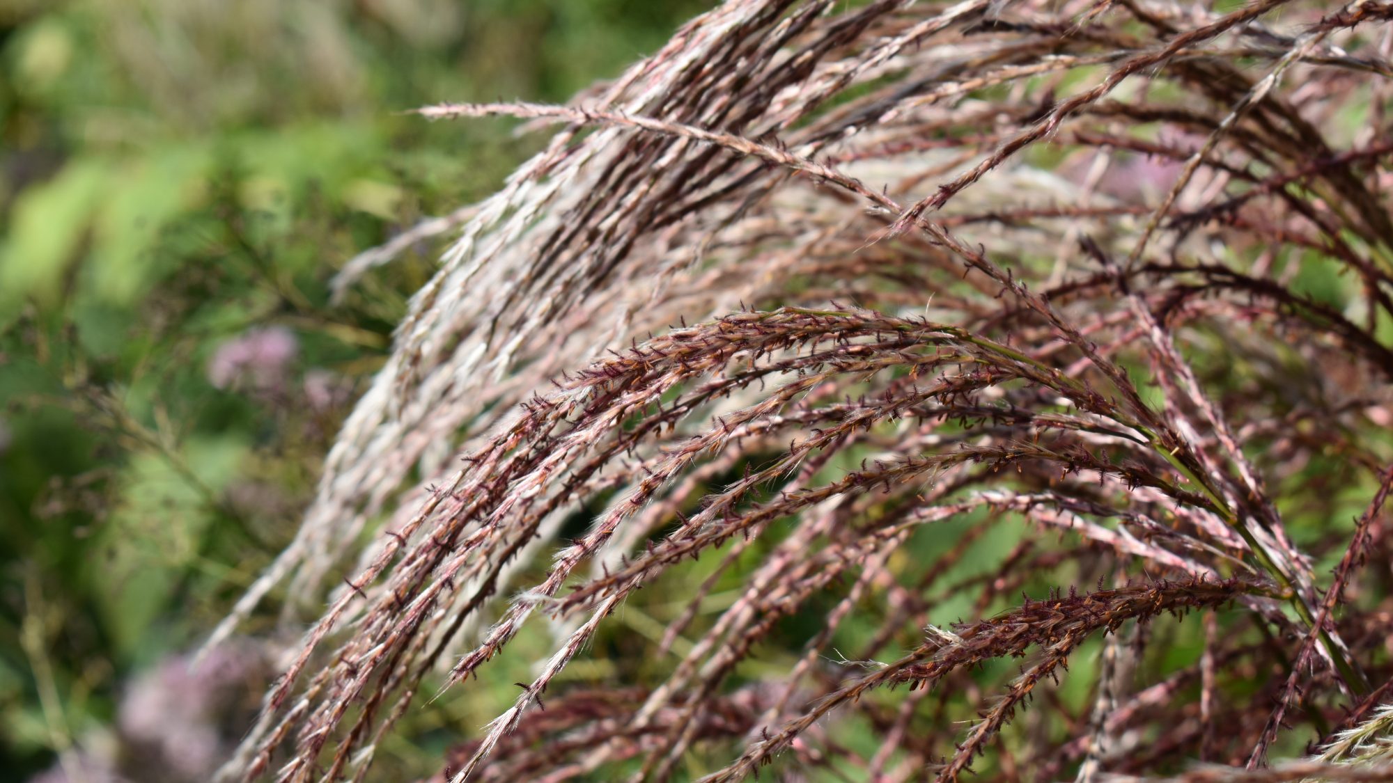 Miscanthus sinensis 'Flamingo'