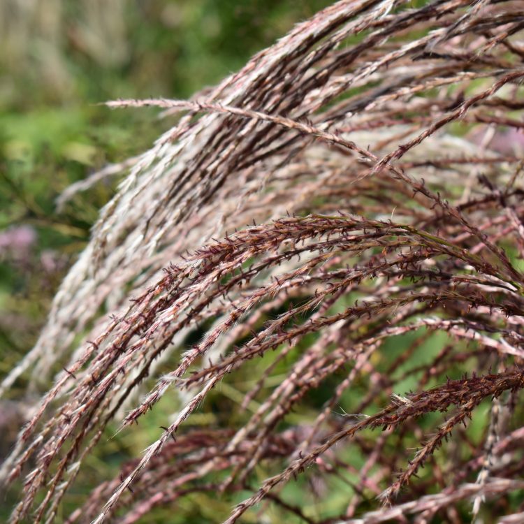 Miscanthus sinensis ‘Flamingo’