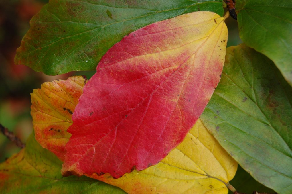 Red autumn leaf against green and yellow leaves.