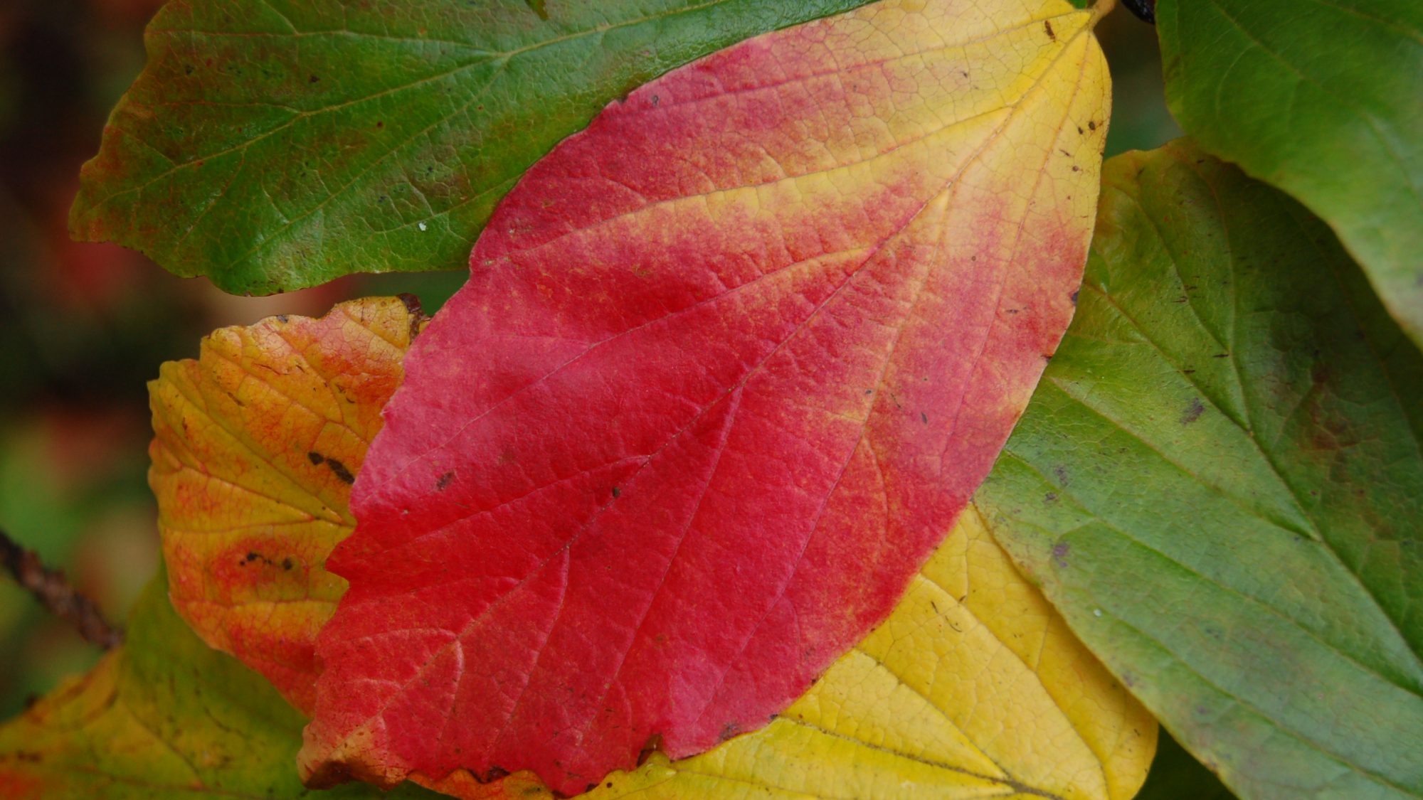 Parrotia persica