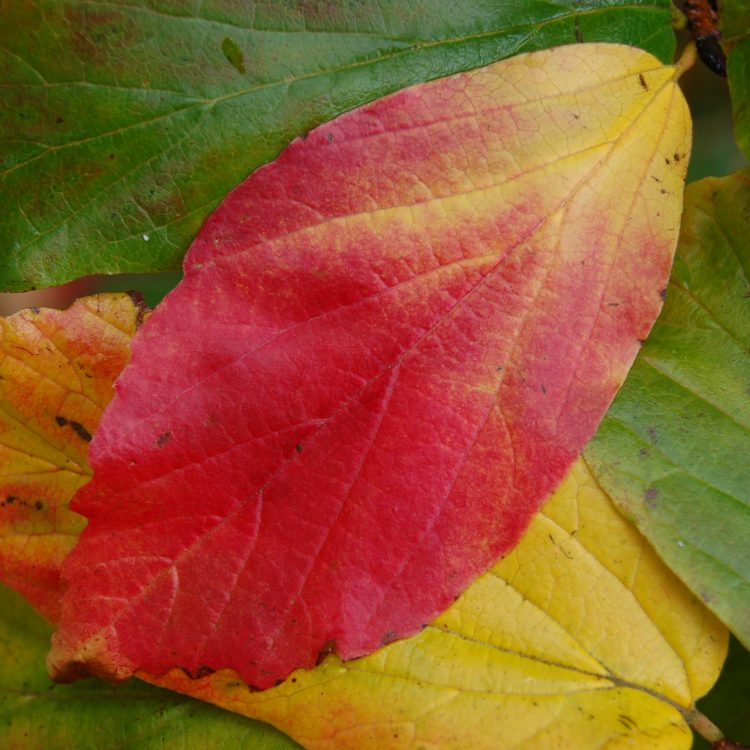 Parrotia persica