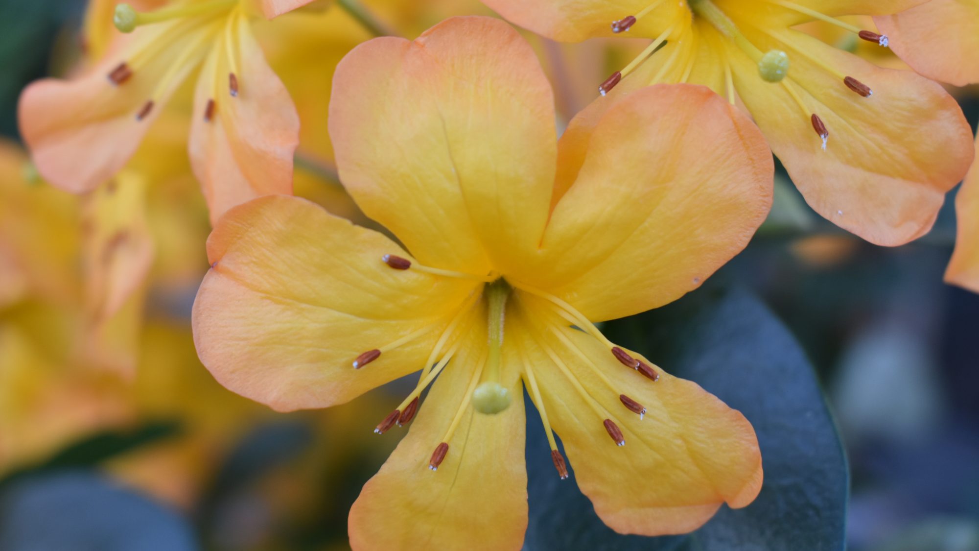 Rhododendron macgregoriae