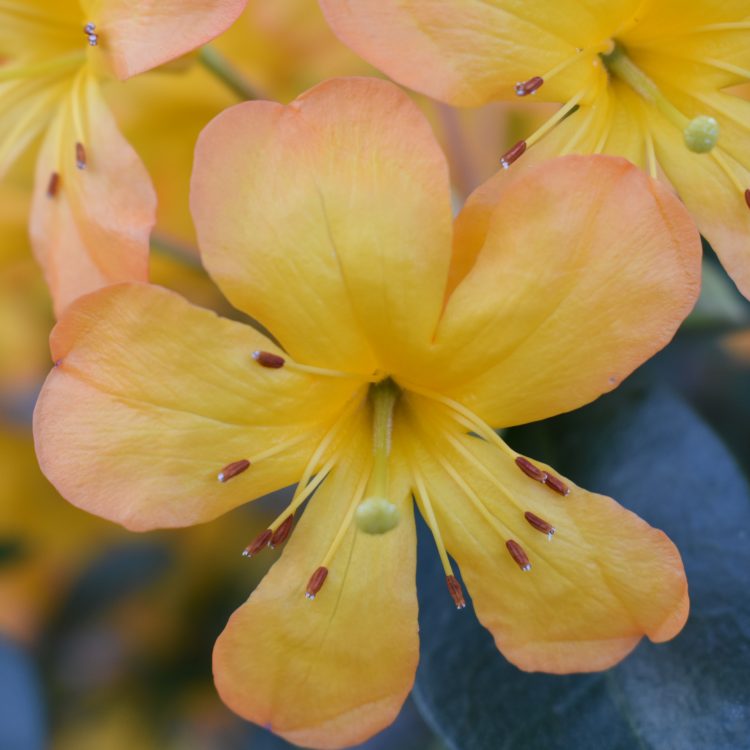 Rhododendron macgregoriae