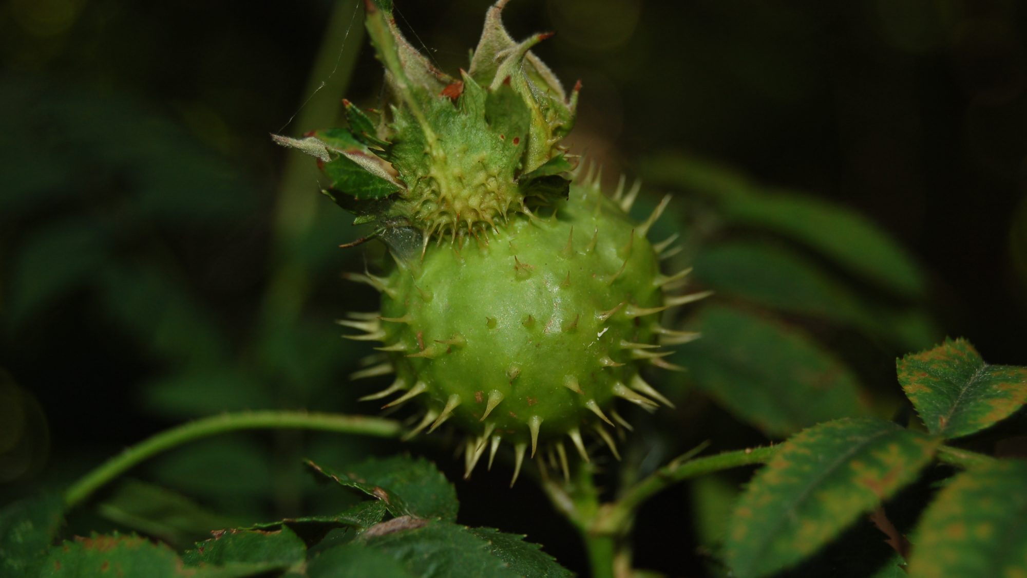 Rosa roxburghii
