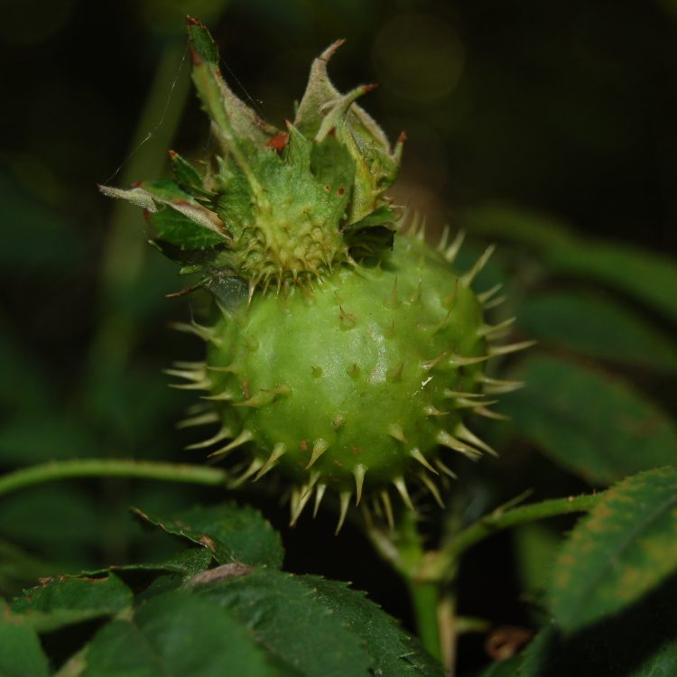 Rosa roxburghii