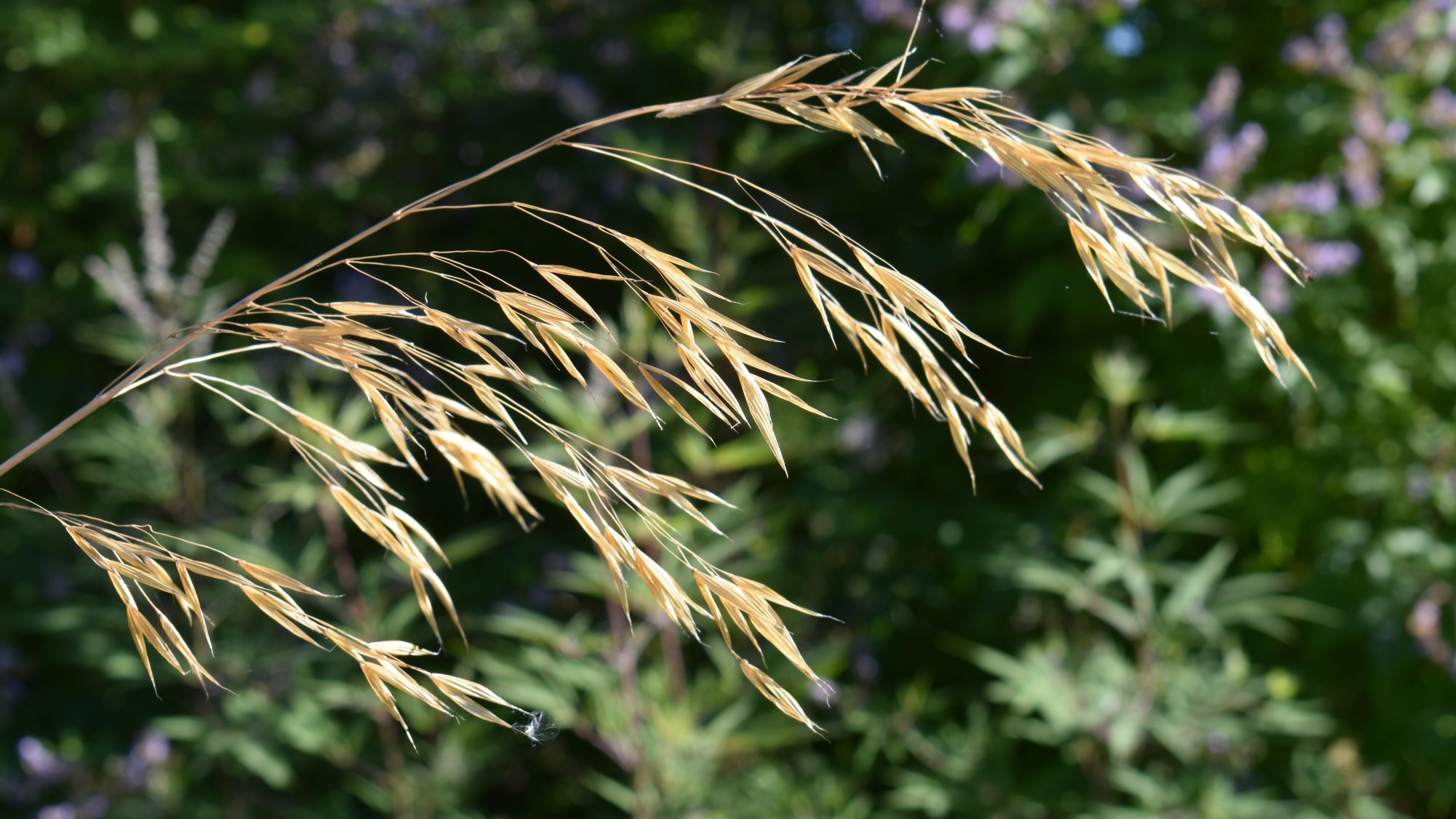 Oat-like seed head.