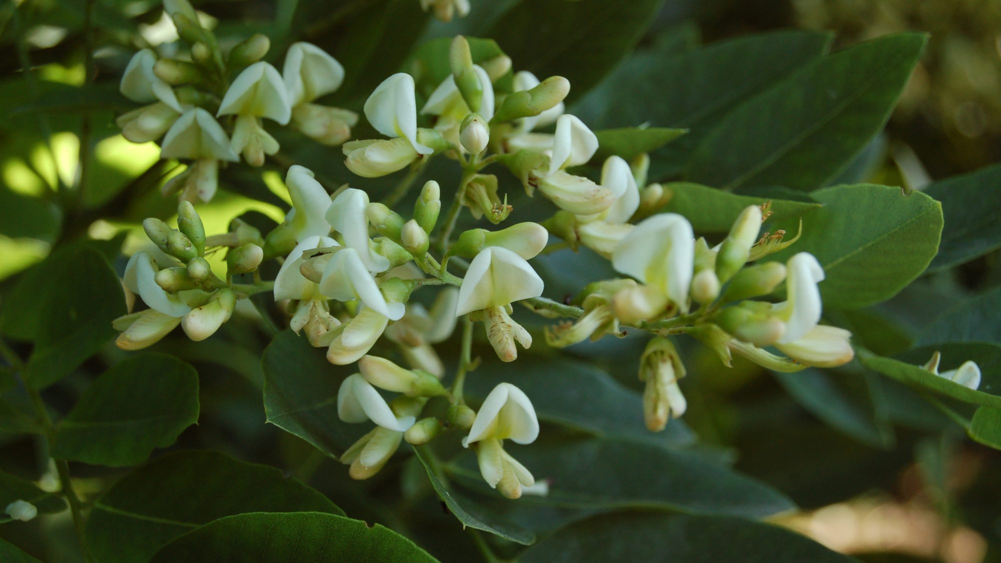 Panicles of small, white pea-like flowers.