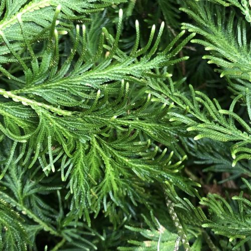 Selaginella canaliculata