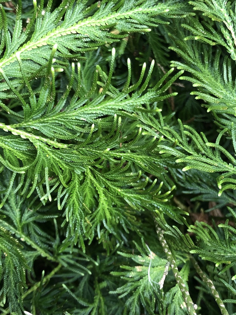 Green ferns cross over each other with white tips.