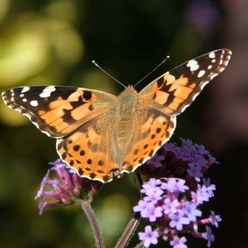 Gardening Club Archive: May 2020