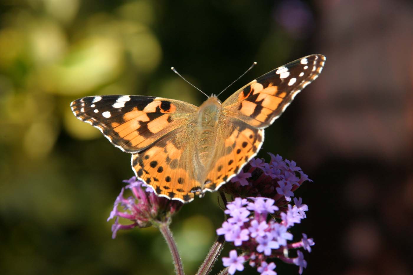 An orange and brown butterfly sits on purple flowers.