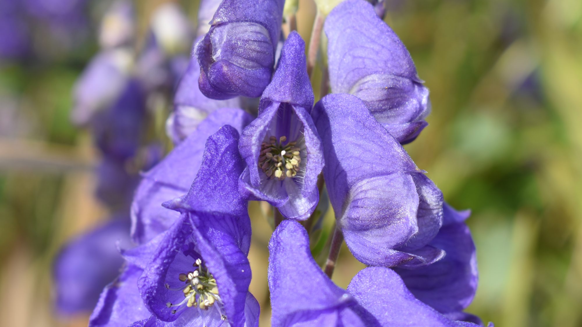 Aconitum carmichaelii 'Kelmscott'
