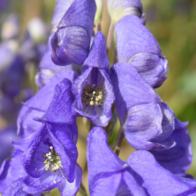 Aconitum carmichaelii ‘Kelmscott’