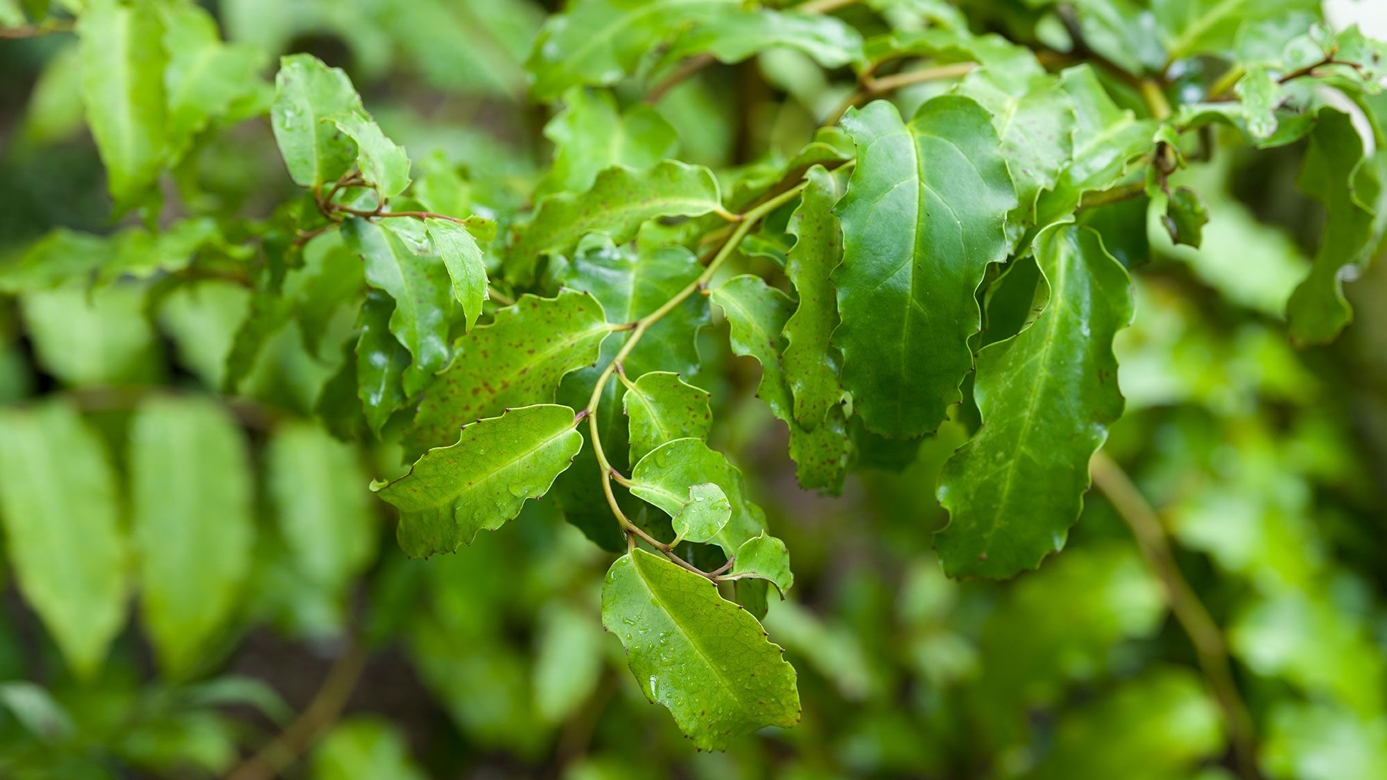 Green leaves curling inwards on their stalks.