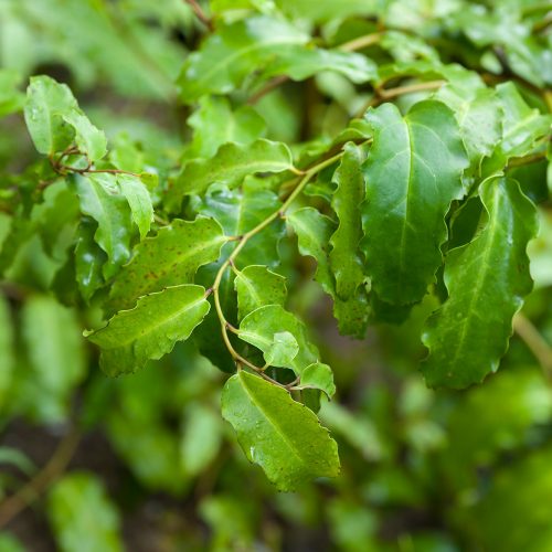 Amborella trichopoda