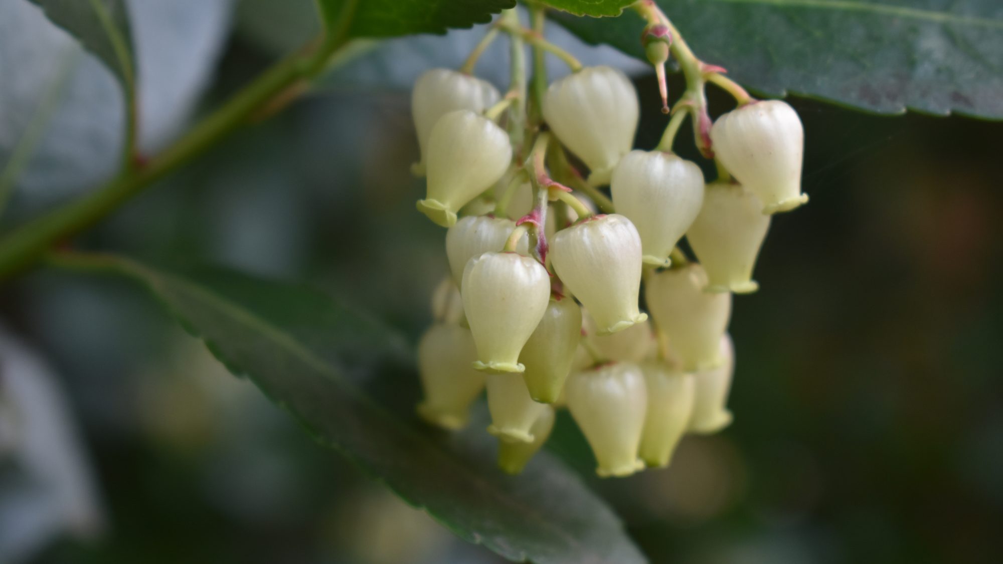 Arbutus unedo