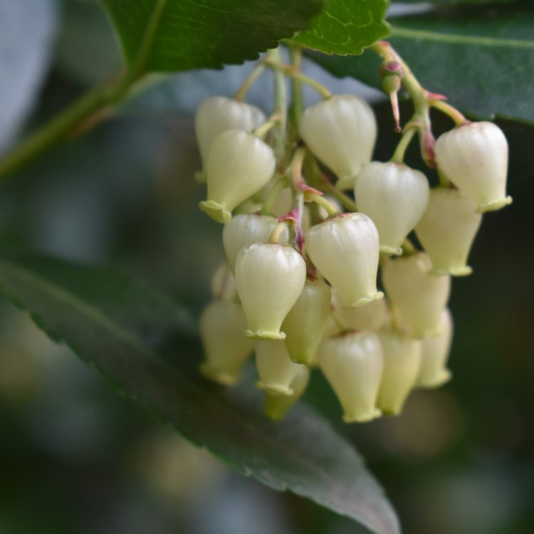 Arbutus unedo