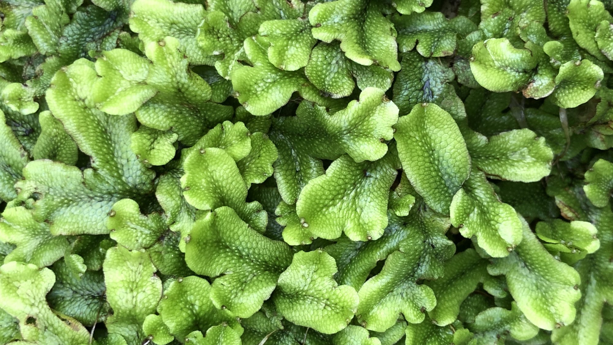 Flat green plant structures that overlap with each other.