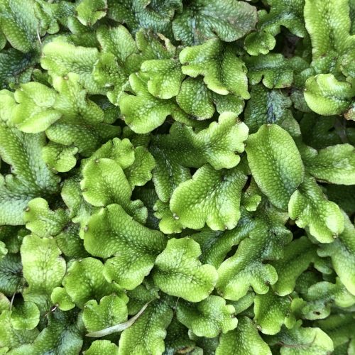 Conocephalum conicum