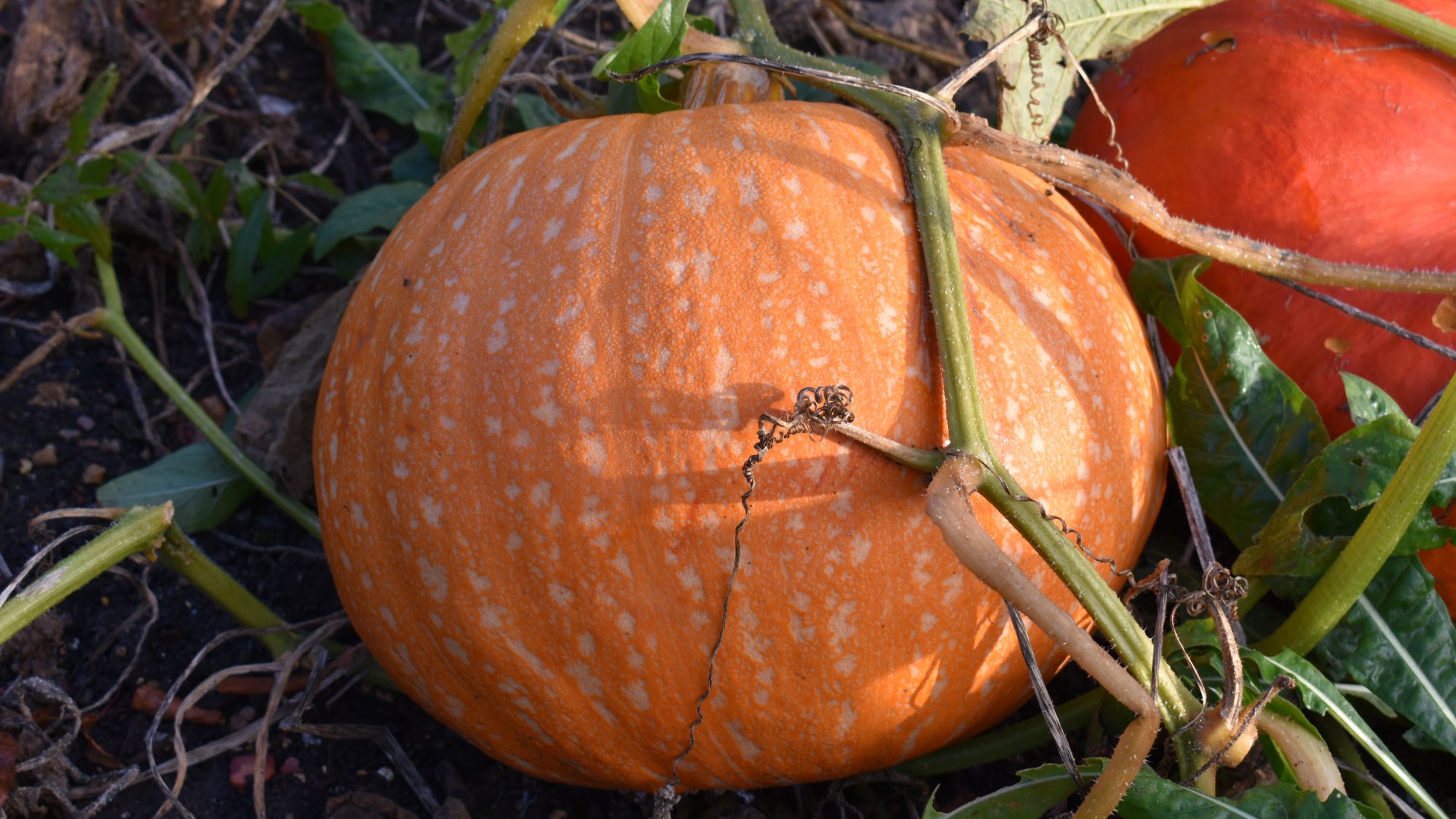 Cucurbita pepo