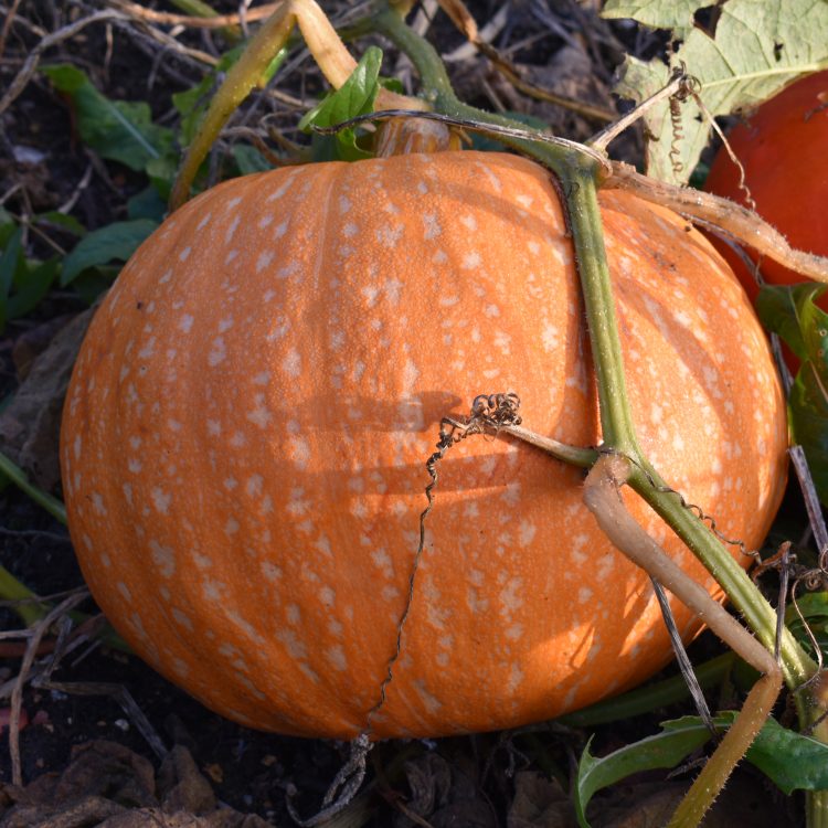 Cucurbita pepo