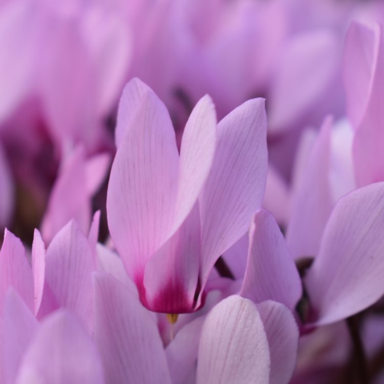 Cyclamen rohlfsianum