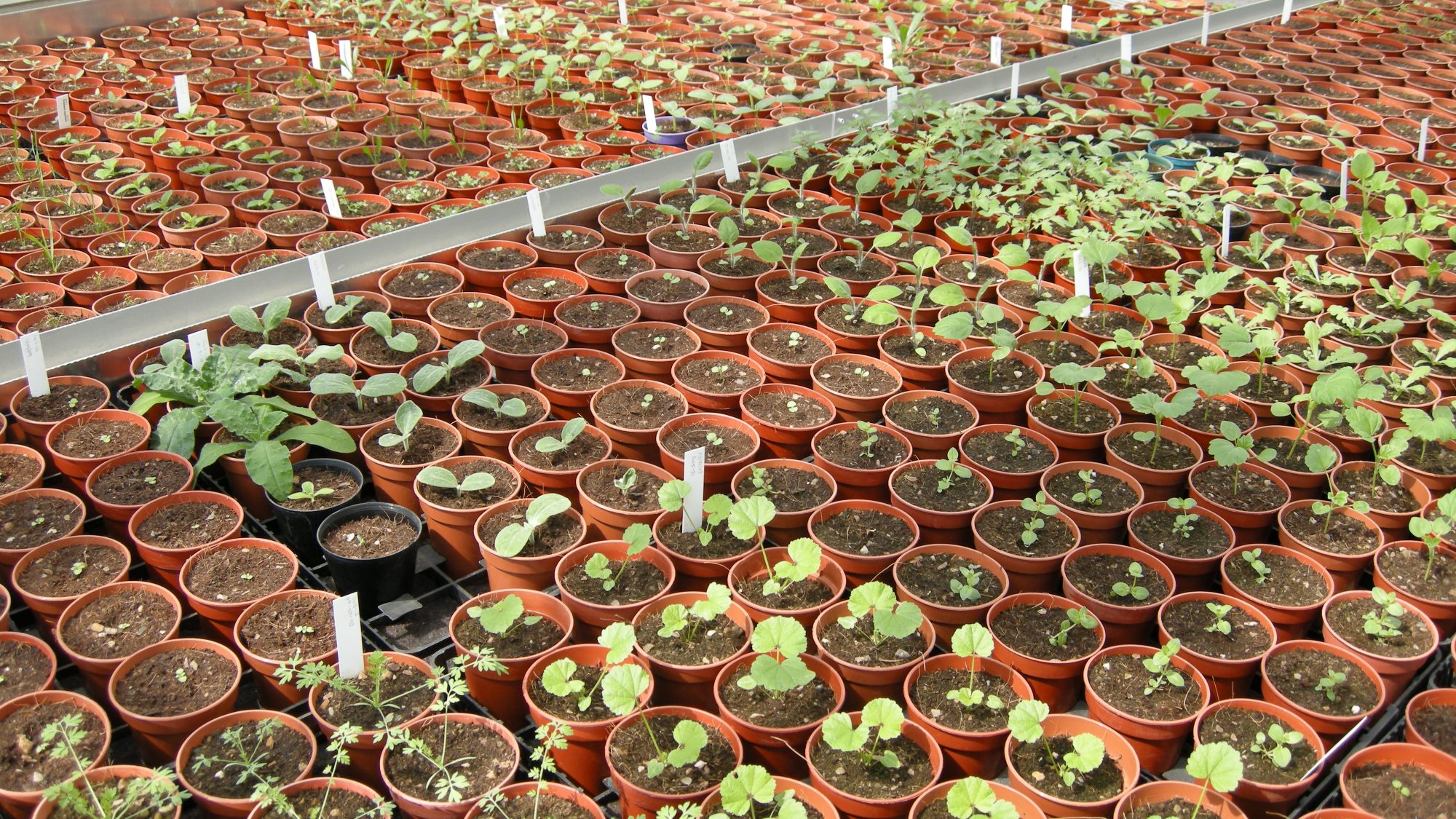 Rows of young plants growing in pots.