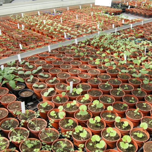 Festival of Plants - Day 2: Horticulture