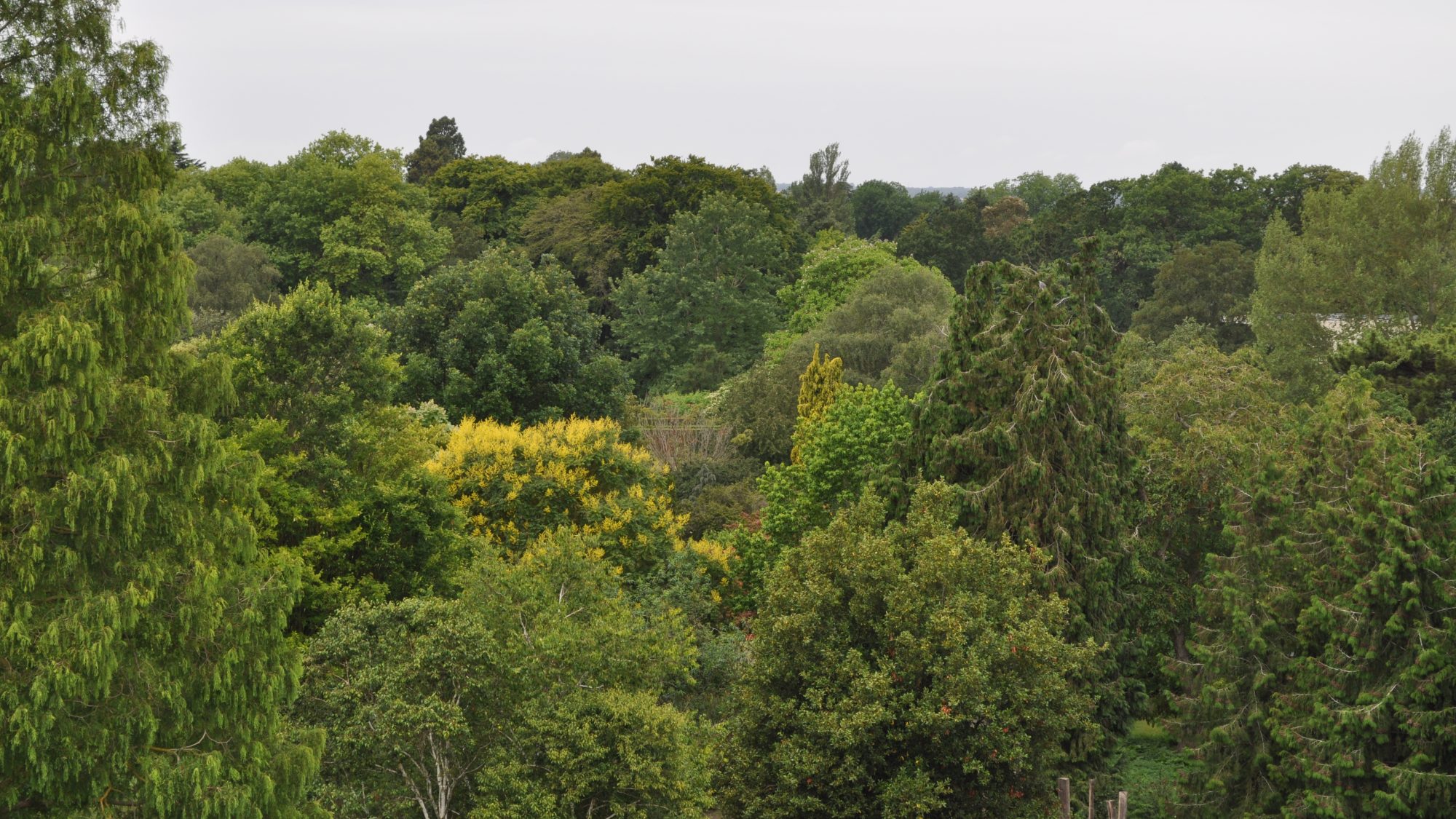 View of trees in the Botanic Garden