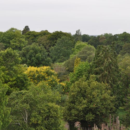 FULLY BOOKED Trees of the Botanic Garden Guided Walk