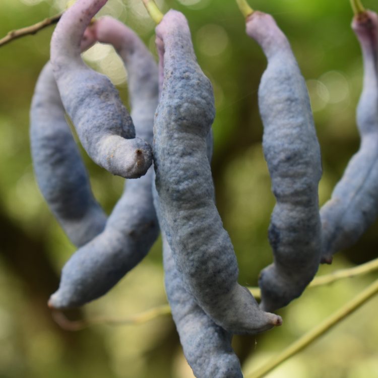 Decaisnea fargesii (fruits)