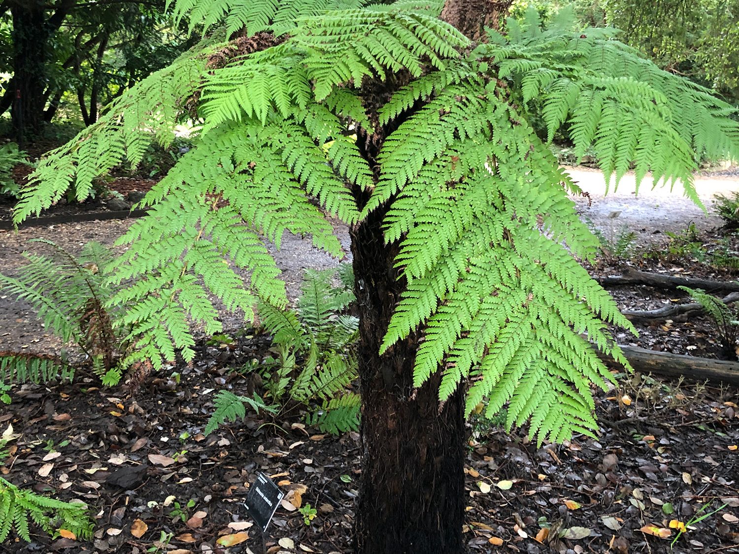 A short tree trunk with green ferns growing from the top.