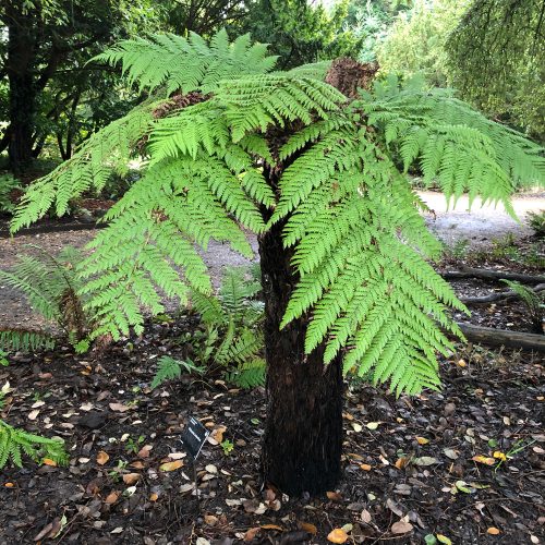 Dicksonia antarctica