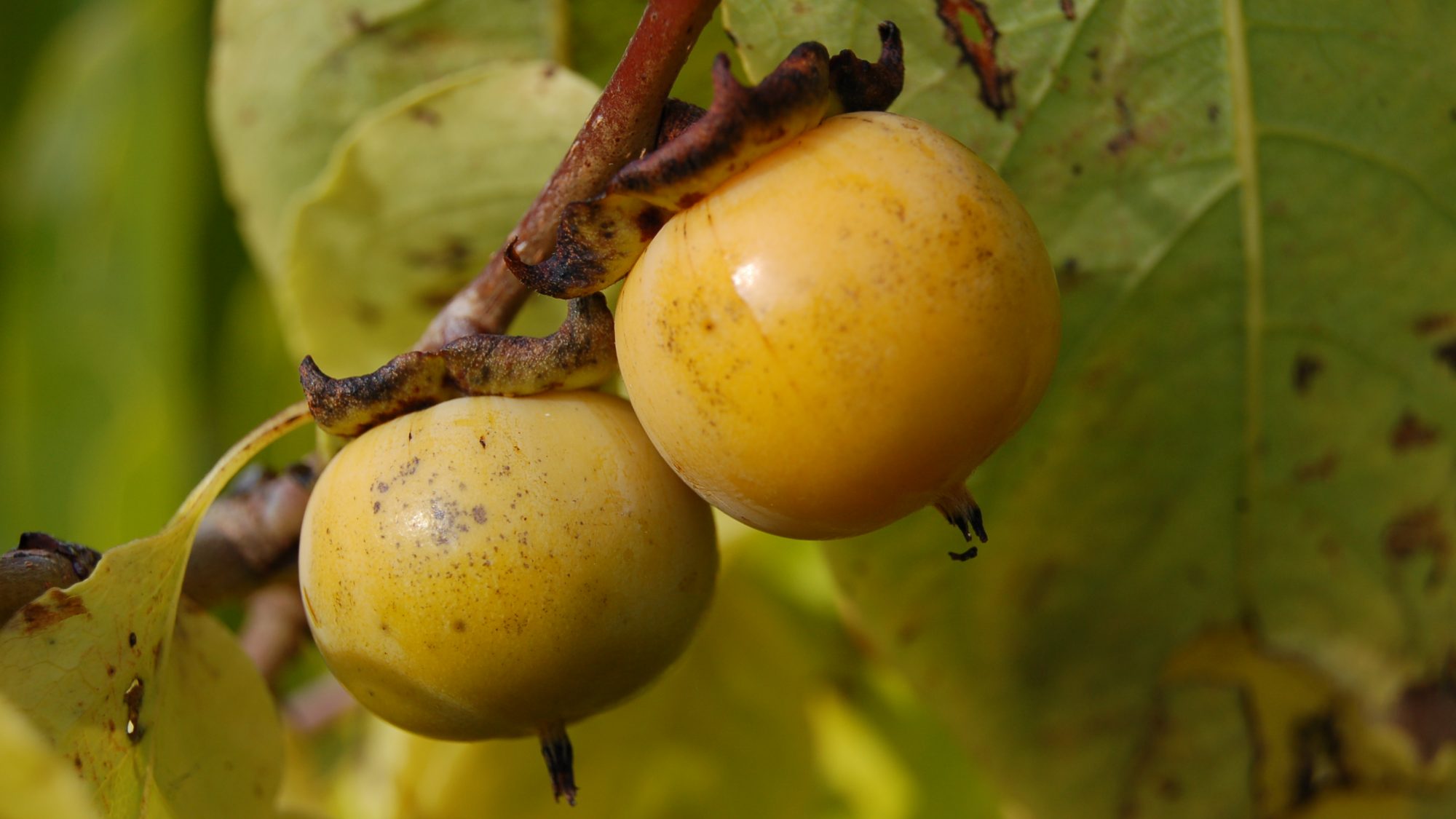 Yellow, plum-like fruits